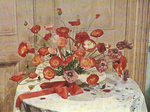 Constance Spry gathered a bunch of Shirley poppies into a white garden hat to make an arrangement for a young girls' party. Ladylike, indeed. Constance Spry gathered a bunch of Shirley poppies into a white garden hat to make an arrangement for a young girls' party. Ladylike, indeed.