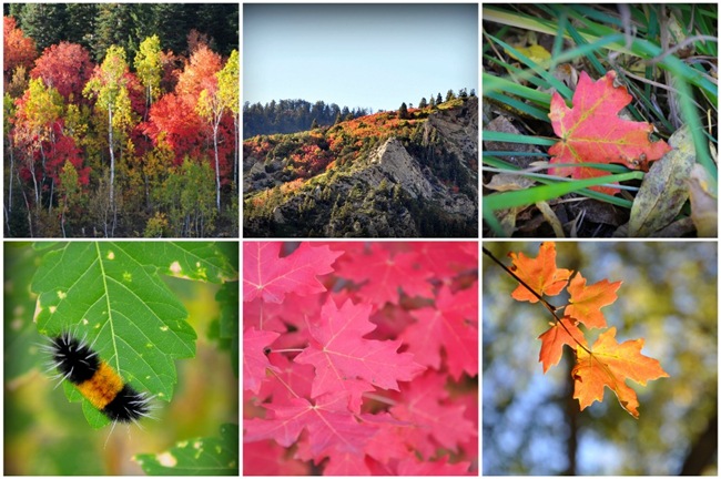 fall colors collage