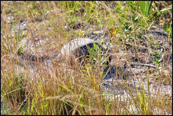 03e1 - Eagle Walk - Gopher Tortoise