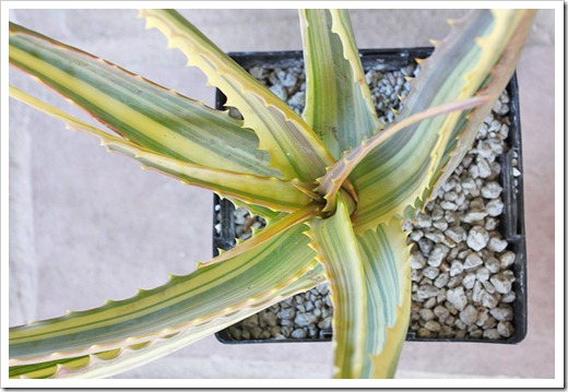 120310_UCDArboretum_Aloe-arborescens-Variegata_02