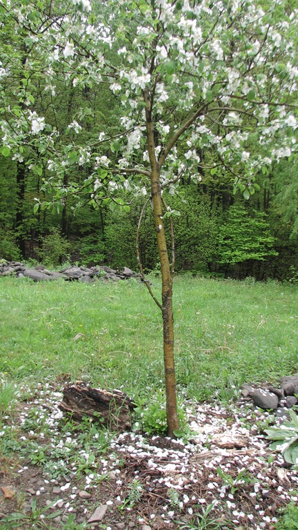[apple%2520tree%2520and%2520blossoms%255B3%255D.jpg]