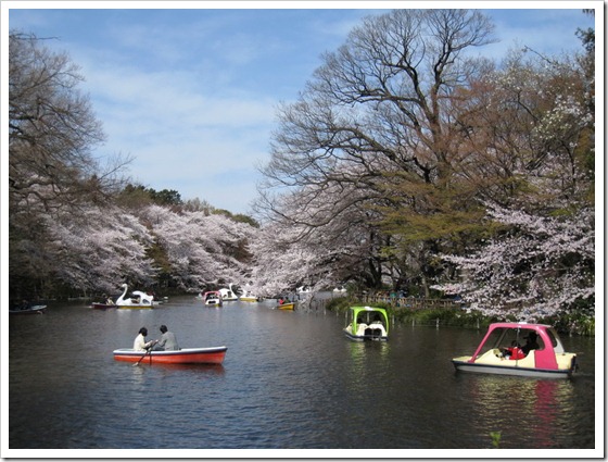 井之頭公園3