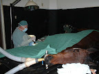 Large animal surgery allows us to perform general and orthopedic surgeries.