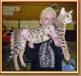 [savannah%2520cat%25202%255B2%255D.jpg]