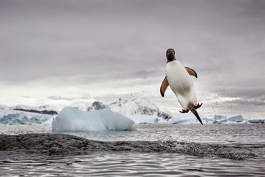 Flying Penguin