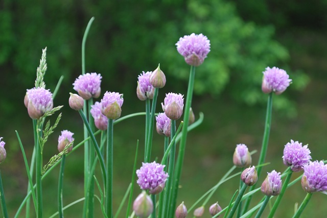 [2011-05-29%2520Chives%255B3%255D.jpg]