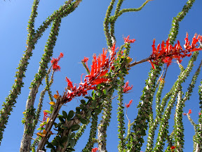 The Ocotillo were putting on an impressive display of dark orange blooms.
