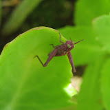 Rufous grasshopper