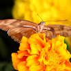 IMG_8397 E.jpg