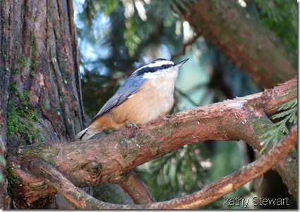 Red-breasted Nuthatch