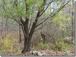 Saille - the Willow, our sacred tree