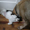 puppen 6 weken 001.jpg