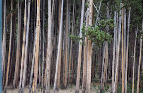 Yellowstone Park Plus 20 - Where sufficient soil remained after the 1988 Yellowstone Fire, lodgepole recovery is impressive. Lodgepole quickly reseeds itself following fire, a result of the fact that its seed cones are opened by heat.