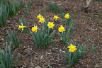 The name Narcissus comes from Greek mythology.  Narcissus was a young man so obsessed with his own looks that upon catching his reflection in a pool, he couldn't leave.