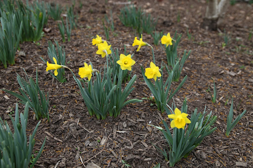 The name Narcissus comes from Greek mythology.  Narcissus was a young man so obsessed with his own looks that upon catching his reflection in a pool, he couldn't leave.