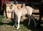Nalle Majas f&ouml;l 1 dag gammal 8 maj 2012