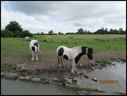 3 Gypsy Horses