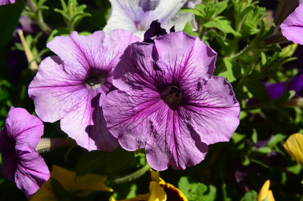 [Washington%2520Day%25202_116%255B4%255D.jpg]