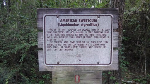 American Sweetgum