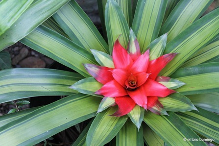 the flowers of baguio 7