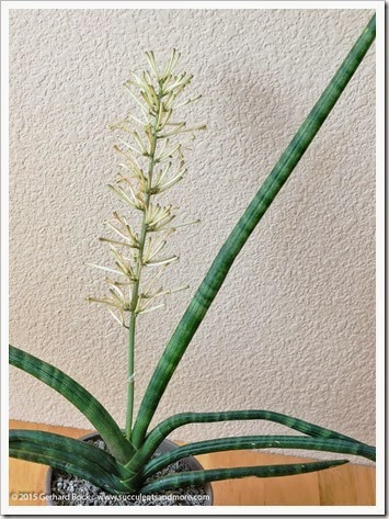 150306_Sansevieria-cylindrica_008