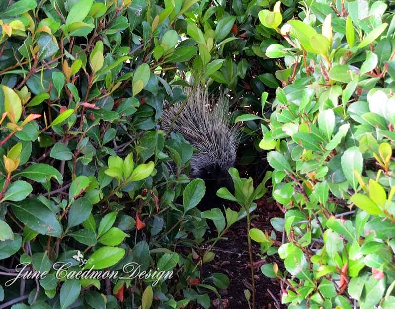 [Porcupine3.jpg]