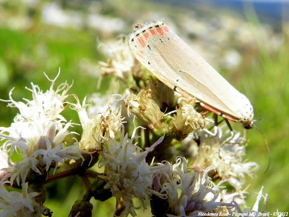 Erebidae : Arctiinae : Callimorphini : Utetheisa ornatrix (LINNAEUS, 1758), femelle. Pitangui (MG, Brésil), 20 mai 2012. Photo : Nicodemos Rosa