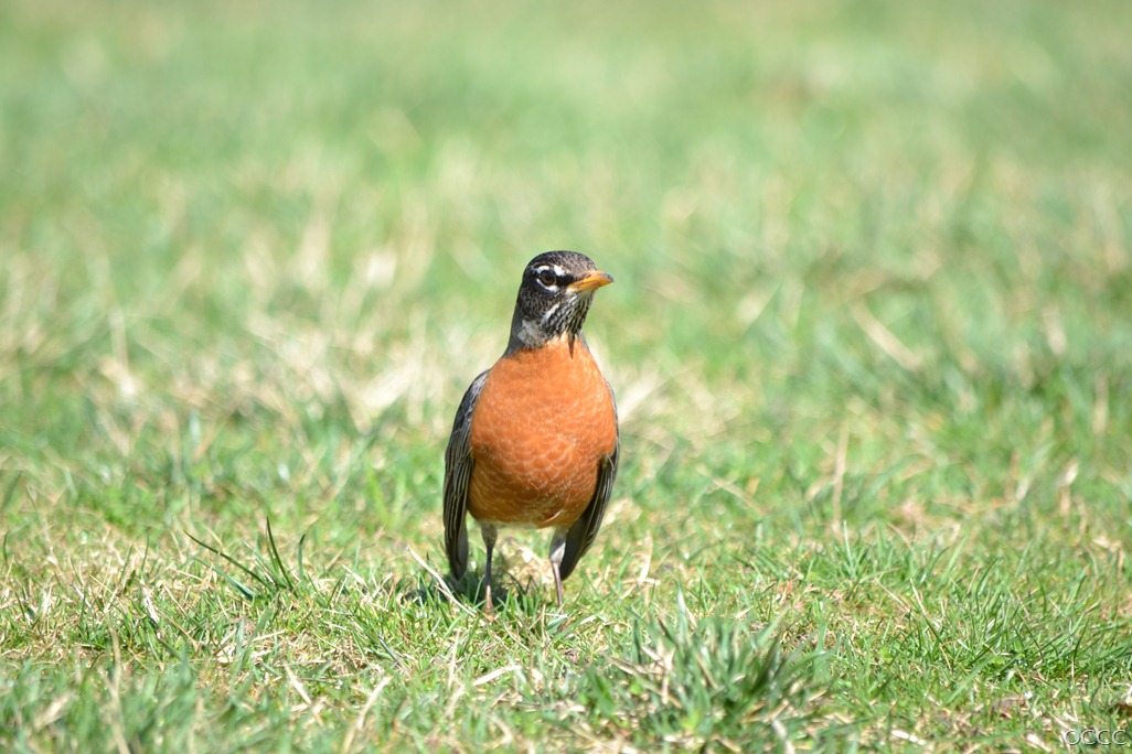 [DSC_53753.jpg]