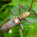 Long-Horned Beetle