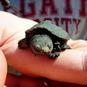 Common Snapping Turtle Hatchling