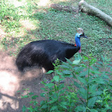 A Double - wattled Cassowary at the Nashville Zoo 09032011a