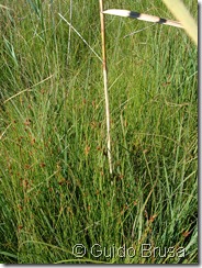 Sphagno tenelli-Rhynchosporetum albae 