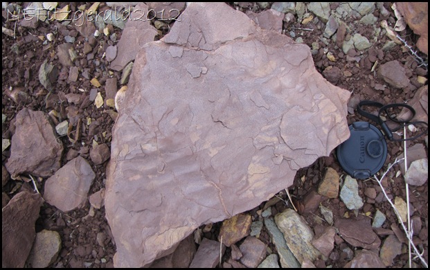 IMG_0966Fossil MudCracks