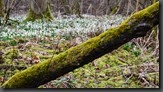 Frühlings Knotenblumen Riedholz Schwebheim leucoion Knotenblumen Riedholz Schwebheim