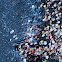 Scallop Shells