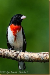 Rose-breasted Grosbeak