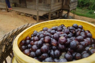 [Hnahlan%2520grapes%2520in%2520mizoram%2520for%2520wine%255B2%255D.jpg]