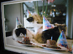 Now, let's get this hysterical photo out into cyberspace!  We'll pull a fast one on Vivaldi.  Won't he be embarrassed!  Birthday party, my foot!