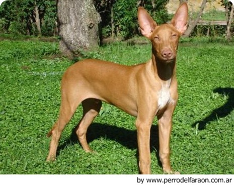 Perro del Faraon