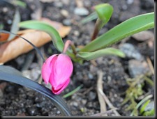 Botanisk tulipan