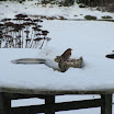 Ingezonden winterfoto's 2011-2012_50.jpg