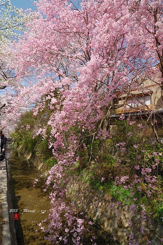 京都哲學之道櫻花