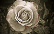 Gothic Blood Rose