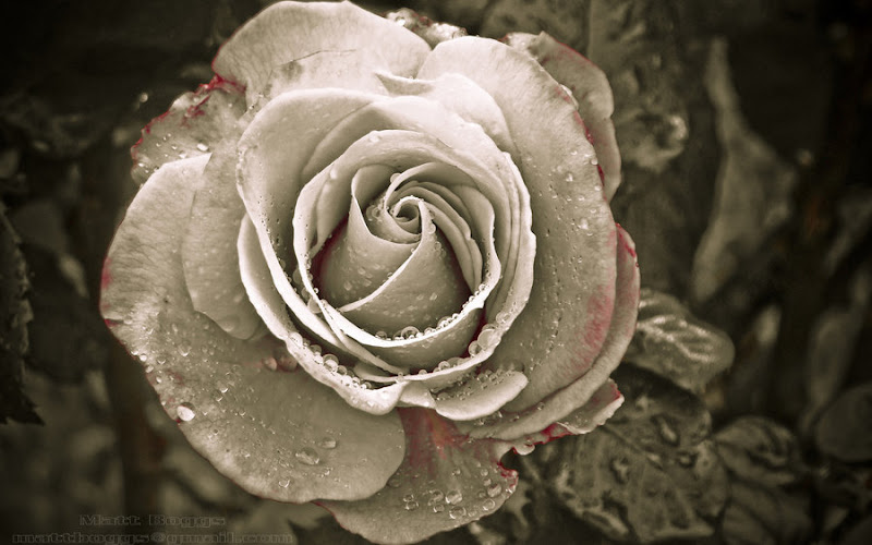 Gothic Blood Rose, Gothic Girls