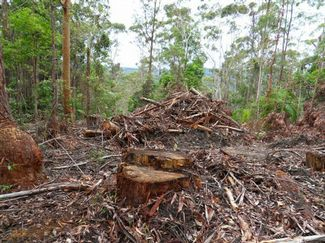 Widespread logging of core koala habitat in the Coffs Harbour area has raised the ire of the North Coast Environment Council. coffscoastadvocate.com.au