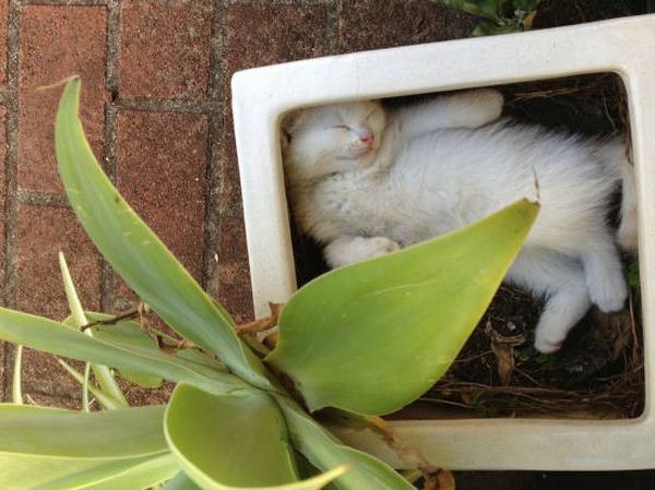 Os gatos não são muito bons em esconde-esconde 9