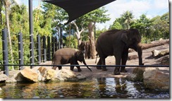Elephants, Taronga Zoo