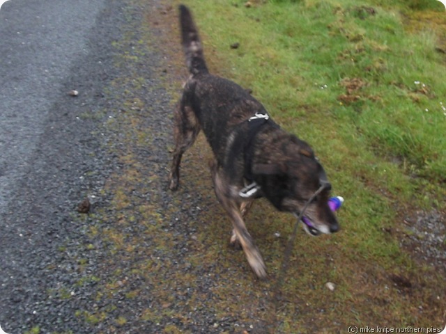 bruno tidies up some litter