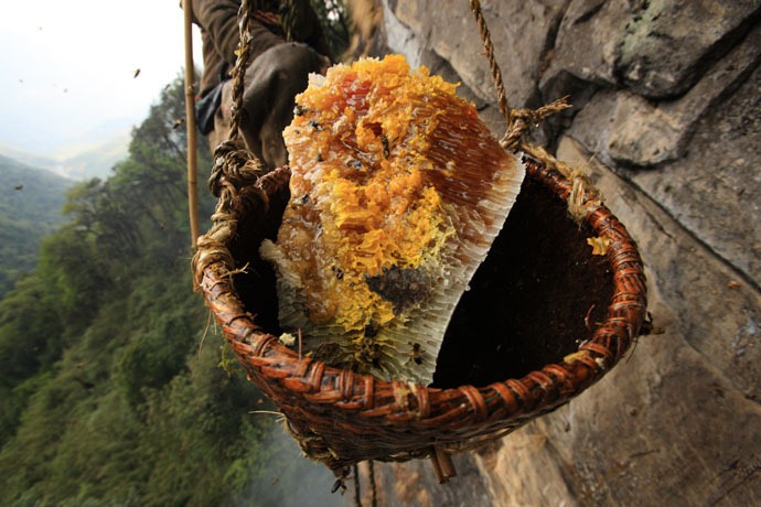  طريقة استخراج العسل في دولة النيبال. Honey-hunters-nepal-29%255B4%255D