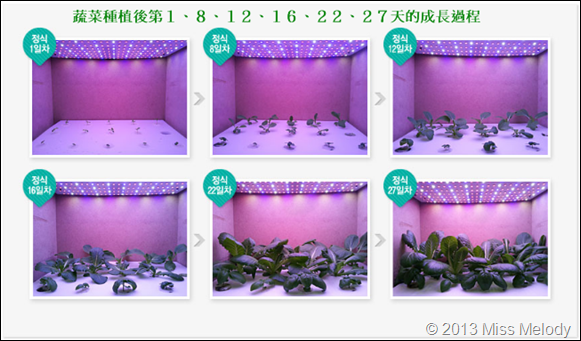 LED蔬菜成長過程 LED蔬菜成長過程